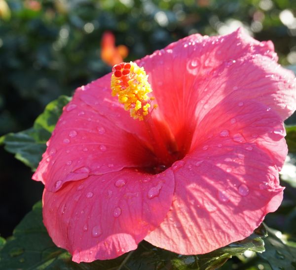 Link to Tropical Hibiscus product page