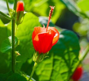 Turk's Cap - Texas Mallow native perennial