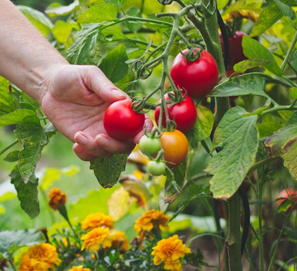 Link to Vegetables product page