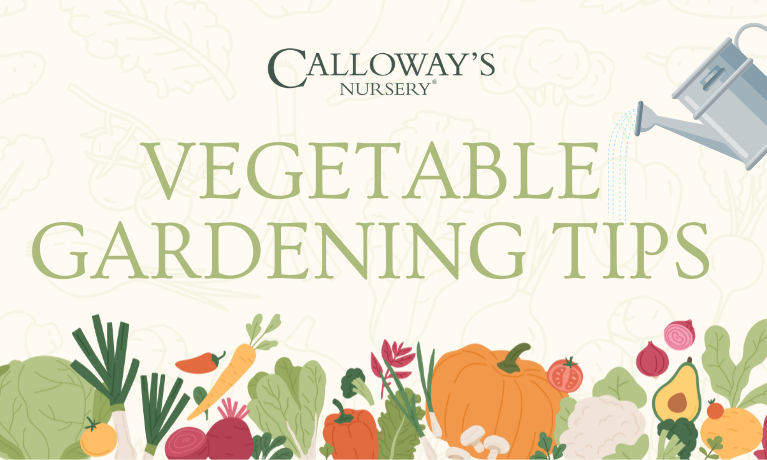 Vegetable Gardening Tips