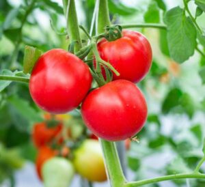 Tomatoes