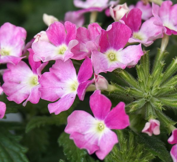 Verbena