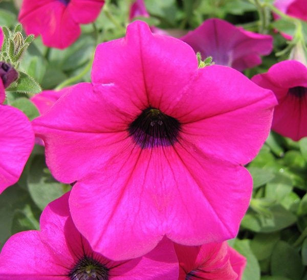 Klaus' - Misty Lilac Wave Petunia Hanging Basket, Klaus' wi…