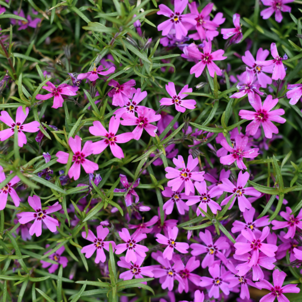 Creeping Phlox