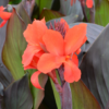 Canna Lily Photo 3