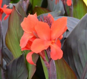 Canna Lily