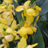 Canna Lily Photo 2