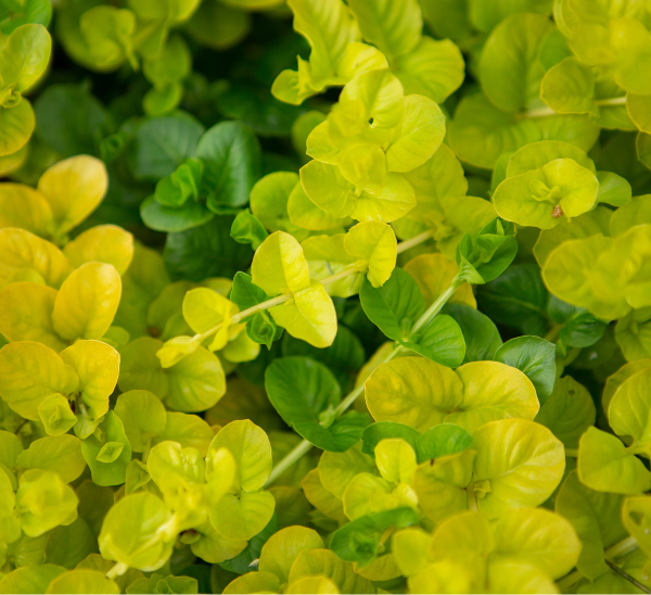 Golden Creeping Jenny