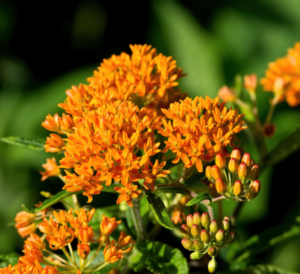 Milkweed