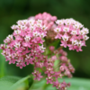 Milkweed Photo 3