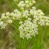 Milkweed Photo 4