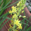 Bulbine Photo 2