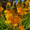 Bulbine Photo 1