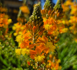 Bulbine