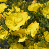Texas Primrose Photo 1