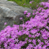 Creeping Phlox Photo 2