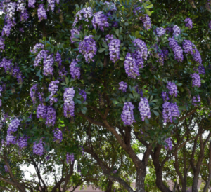 Mountain Laurel