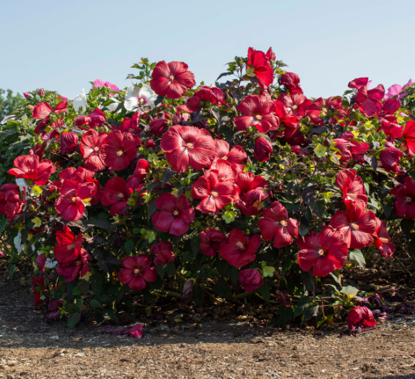 Perennial Hibiscus