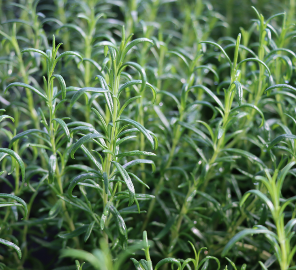 Herbs