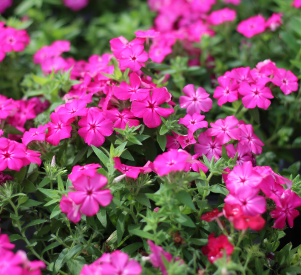 Perennial Dianthus Photo 1