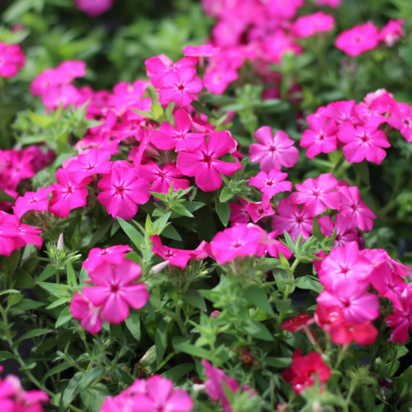 Perennial Dianthus