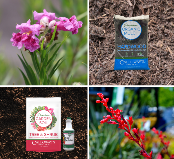 Southwest Summer Color Collection