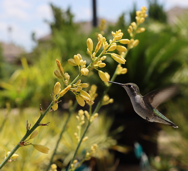 Link to Pollinator Friendly Plants product page