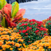 Fall Color Boost Photo 1
