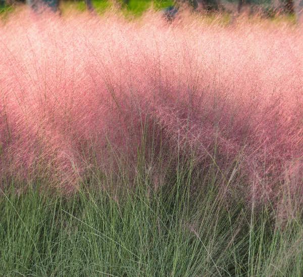 Pink Muhly Grass