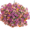 Proven Winners® Hanging Basket Mixed Combos Photo 2