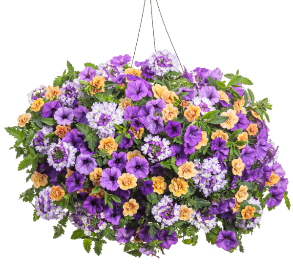 Proven Winners® Hanging Basket Mixed Combos