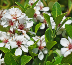 Clara Indian Hawthorn