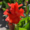 Canna Lily Photo 1