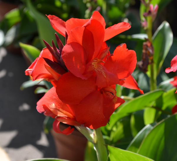 Canna Lily