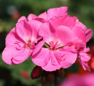 Geranium with clusters of vibrant blooms set against lush, textured green foliage, perfect for adding long-lasting color to containers, borders, and sunny garden spaces.