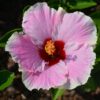 Tropical Hibiscus Photo 4