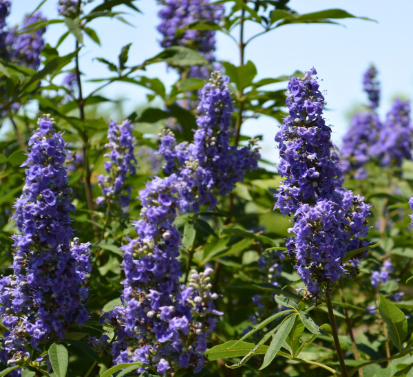 Shoal Creek Vitex