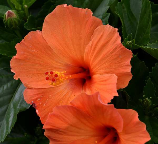 Link to Tropical Hibiscus  product page