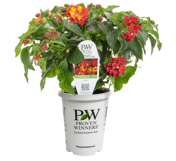 Link to All Proven Winners® Annuals, Perennials & Hanging Baskets  product page