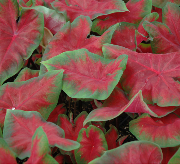 Link to Caladiums product page