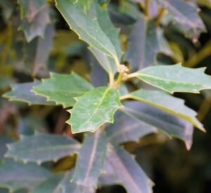 Oakland holly is an upright evergreen shrub with distinctive oak-shaped leaves and dense, glossy green foliage, ideal for year-round structure, screening, and landscape accents.