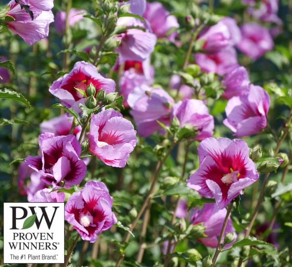Link to All Proven Winners® Shrubs  product page