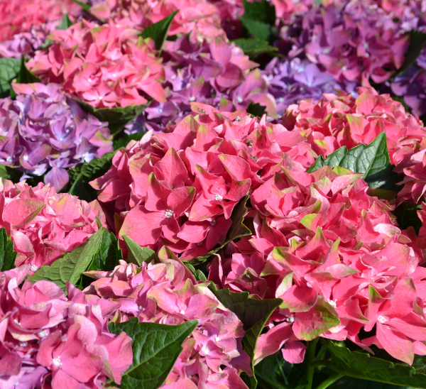 Link to Mother's Day Color  product page