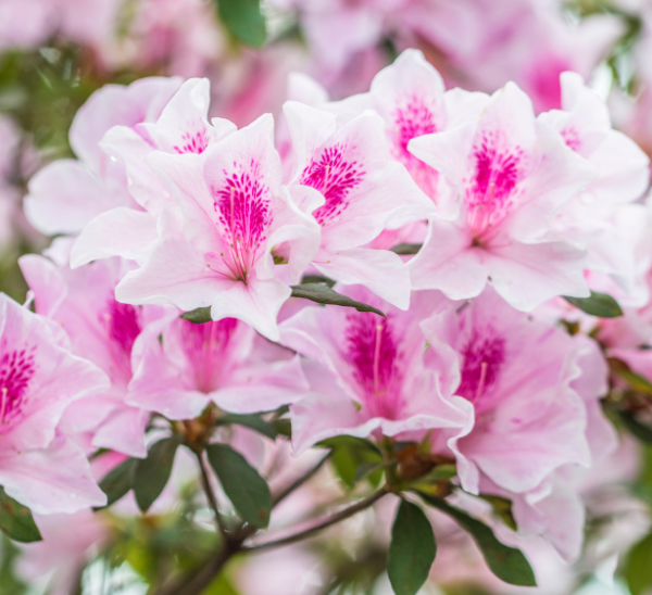 Link to Encore® Azaleas product page