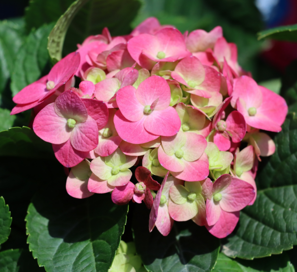 Link to Hydrangeas and Roses product page