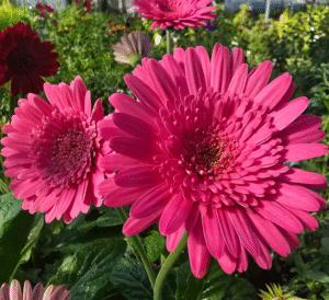 Garvinea® Gerbera Daisy