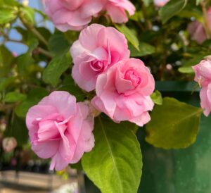 Double impatiens with lush, rose-like blooms in vibrant shades, surrounded by rich green foliage, ideal for adding full, continuous color to shaded garden beds and containers.