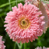 Garvinea® Gerbera Daisy Photo 3