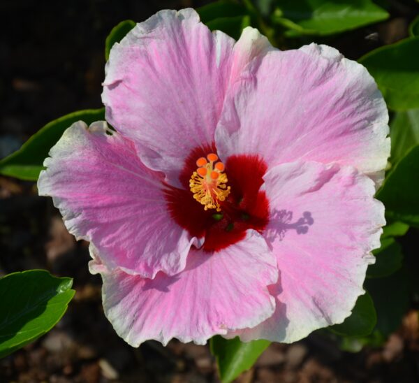 Tropical Hibiscus