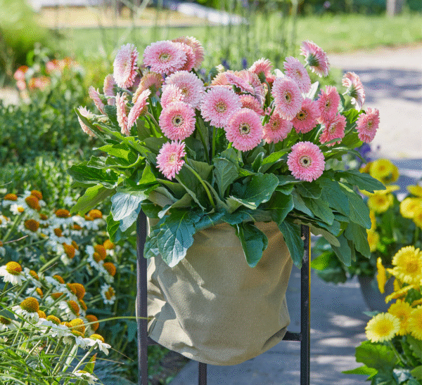 Garvinea® Gerbera Daisy